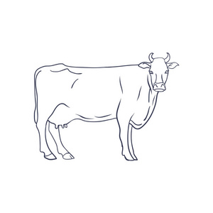 在白色背景下的奶牛的载体。动物农场。矢量