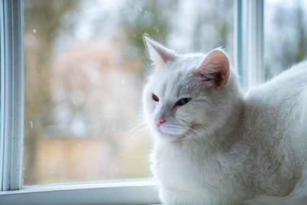 白色猫与不同的眼睛