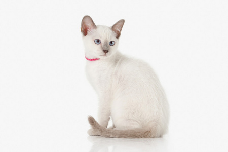 小猫。白色背景上的泰国猫