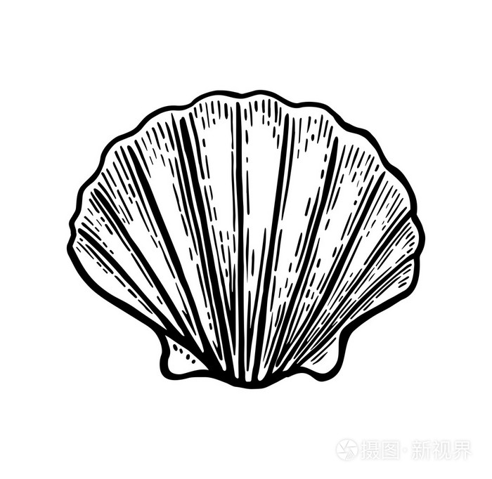 海贝壳扇贝.黑雕刻复古插画.白色背景上孤立