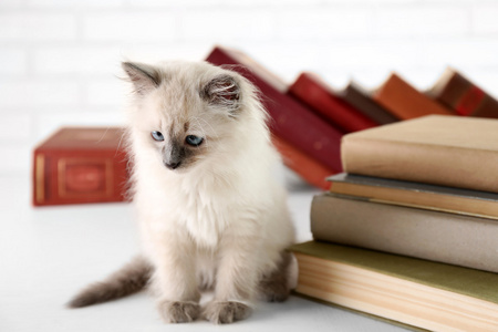 可爱的小猫与书