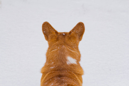 可爱的威尔士彭布罗克科吉肖像, 有趣的狗在雪地上的乐趣