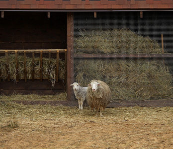 与经理牛农场附近的羔羊羊家庭