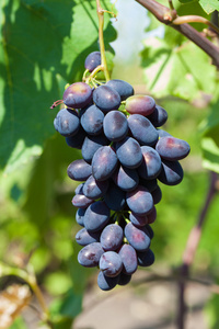 成熟的天然葡萄