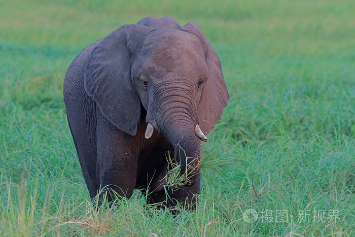 非洲小象照片-正版商用图片0fci6l-摄图新视界