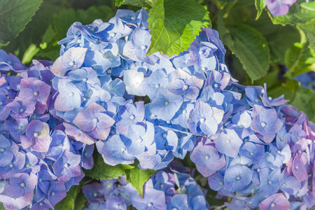 蓝绣球花, 霍滕西亚花
