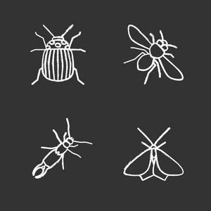 昆虫粉笔图标设置。科罗拉多甲虫, 蜜蜂, 耳机, 蛾。孤立矢量黑板插图