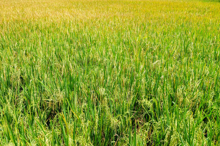 美丽的绿色稻田被变成金色的田野
