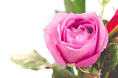 玫瑰花瓣为情人节