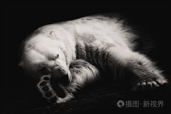 北极熊睡觉