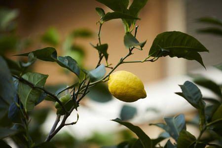 柠檬树与成熟的黄色柠檬