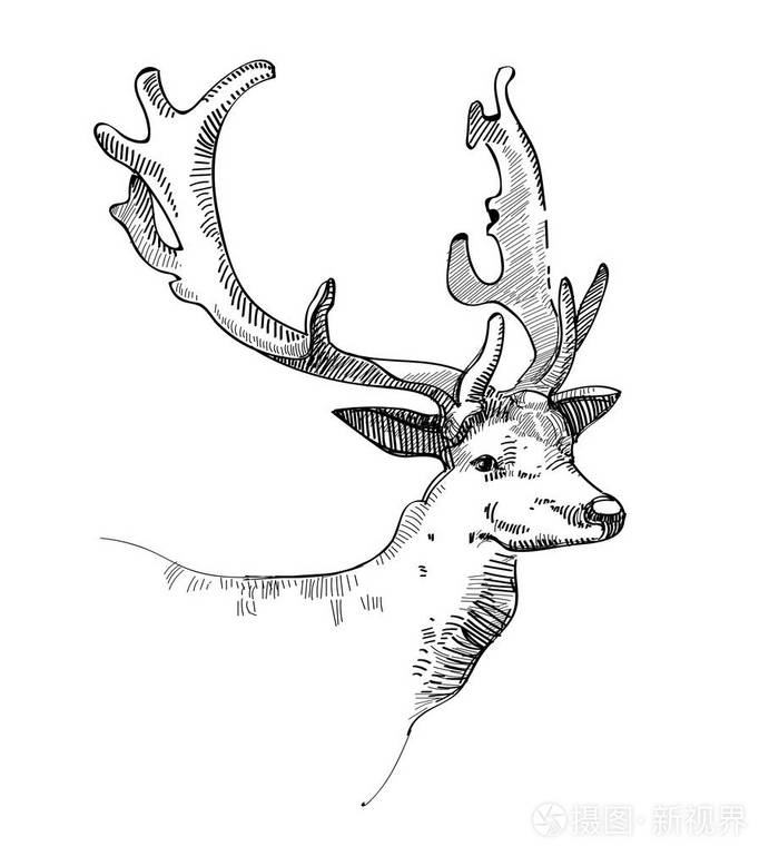 鹿头涂鸦素描插画-正版商用图片0fdz5f-摄图新视界