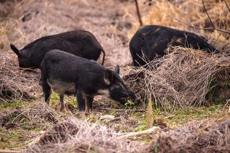 野生猪野猪在湿地觅食