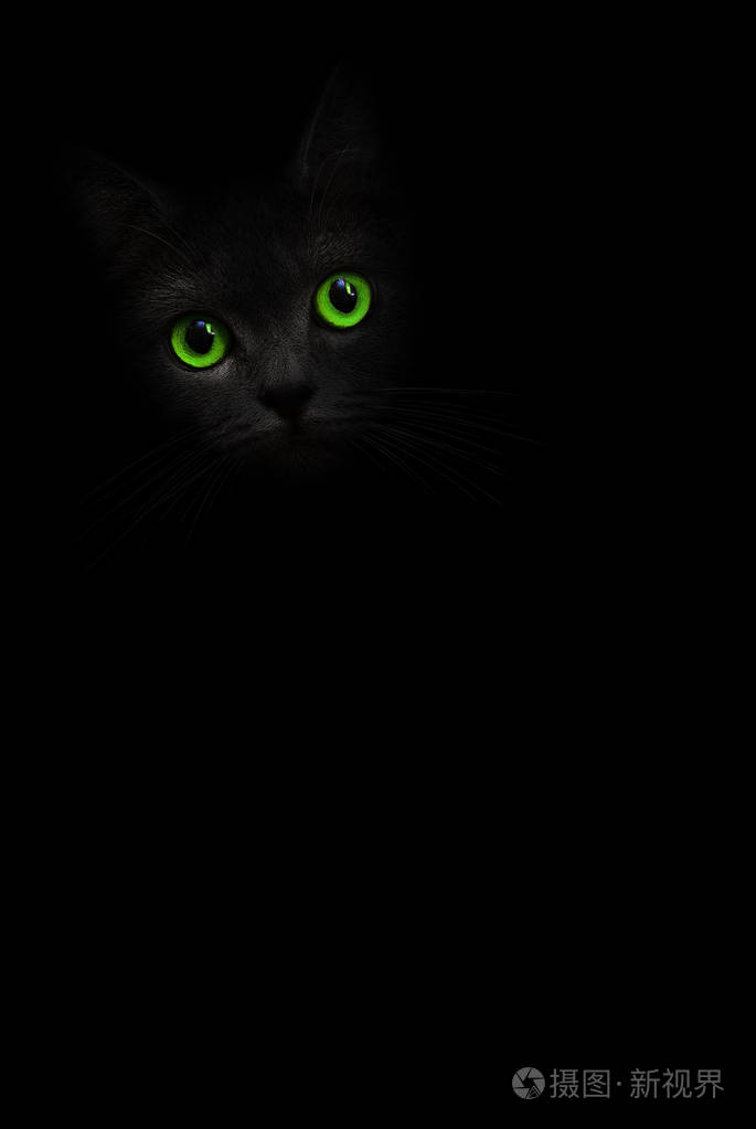 一只黑猫
