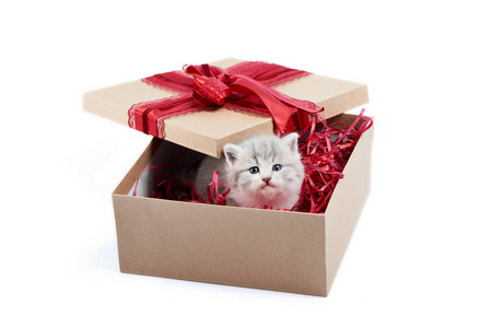 小可爱的灰猫看着装饰纸板盒是生日礼物