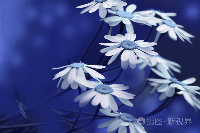 在阳光明媚的夏日, 白蓝的雏菊绽放.美丽的蓝色花卉背景的森林花卉.