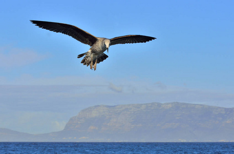 鸟在飞行。自然蓝天背景。飞幼海带海鸥 鸥 dominicanus, 又称多米尼加鸥和黑背海带鸥。假海湾, 南非