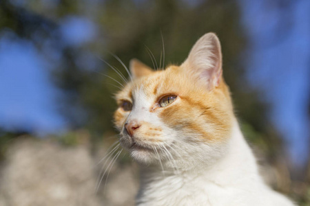 在阳光下休息的流浪猫