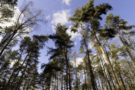 阳光明媚的冬日在 Kampinos 国家公园波兰