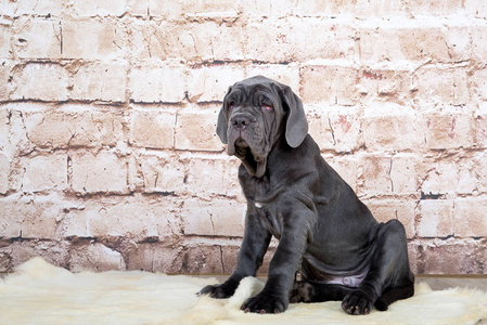灰色，黑色和棕色的小狗繁殖 Neapolitana Mastino。从小训练狗犬