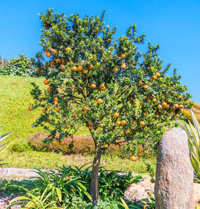 与成熟的橘子树