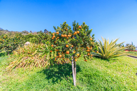 与成熟的橘子树