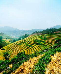 稻田上的梯田的木仓柴，Yenbai，越南