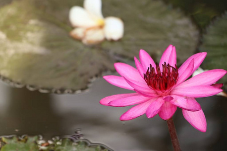 热带粉红莲花图片