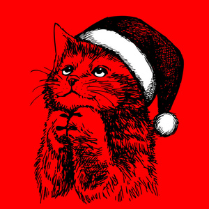 小小的猫，小猫，圣诞圣诞老人的帽子