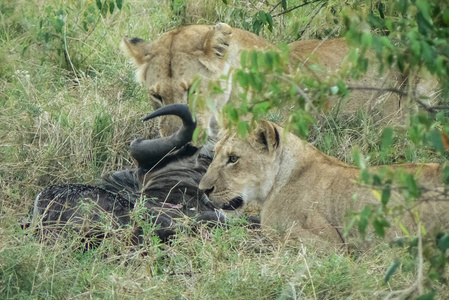 狮子在大草原野生动物园肯尼亚