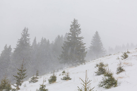 冬季风景与冷杉树在暴风雪, 12月