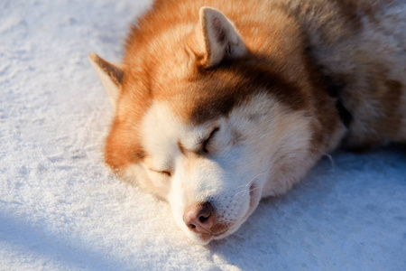 棕色的哈士奇狗画像颜色在冬天