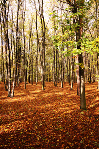 秋天在硬木森林