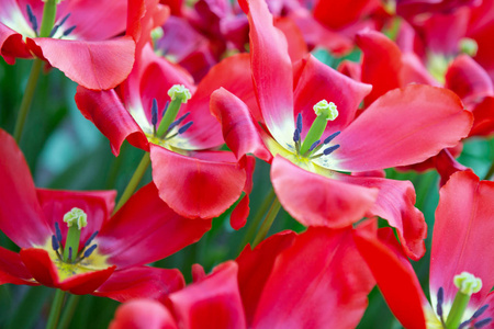 春天花园里的红色郁金香。复活节背景