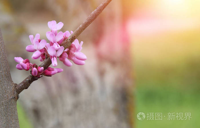 春天粉色樱花树的背景选择性的焦点