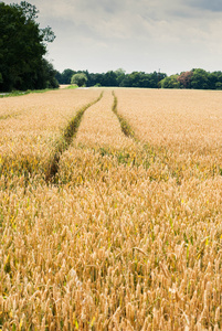 黄小麦生长在农场的字段