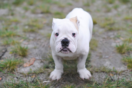 在沙滩上的美丽年轻斗牛犬