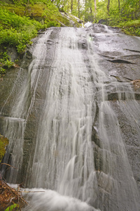 平岩叶栅在森林里