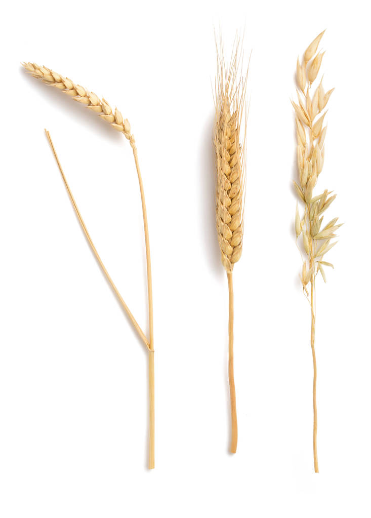 2025年轮换小麦收买库点增多