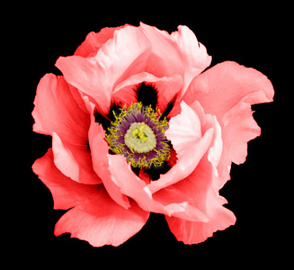 孤立在黑色的红牡丹花卉微距摄影
