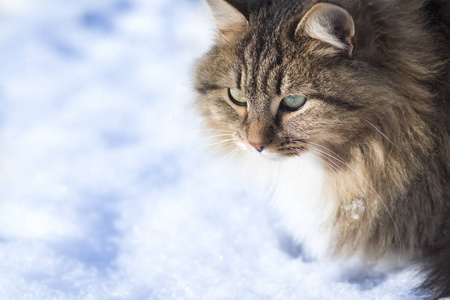 冬天的猫在雪地上的肖像