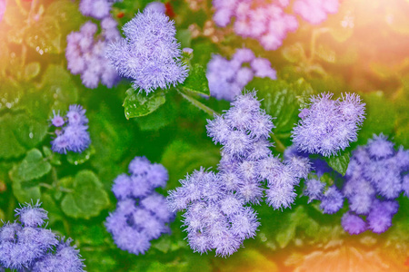 雏菊花夏日风景背景