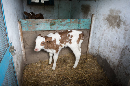 有红色斑点的幼牛犊。小牛在笔, 出生两天