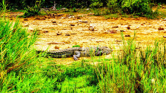 大鳄鱼在奥利凡茨河的河岸在克鲁格公园在 Phalaborwa 附近在林波波河加省边界在南非