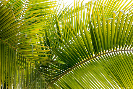 椰子叶背景