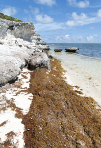 海藻加勒比海滩