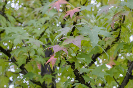 在日本东京的花园秋季, 绿色枫叶开始改变颜色