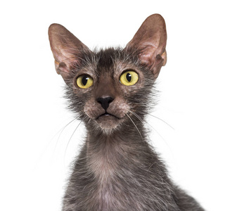 Lykoi 猫, 也叫狼人猫反对白色背景