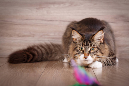 滑稽的缅因州浣熊猫在木地板上玩耍。生姜猫狩猎羽毛玩具