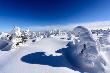 山顶。冬天有树的山峰